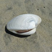 Baja2011 048 : Baja2011